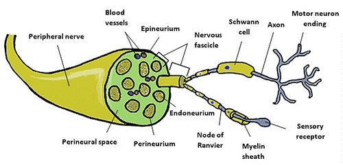 Figure 1. Schematic representation of the peripheral nerve anatomy and structural overview of the PNS.
