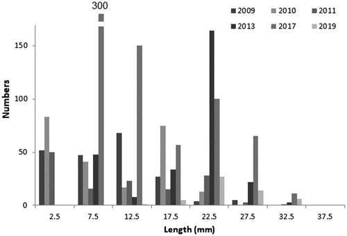 Figure 5. Length frequencies by year (2009-19) for cockles sampled during April at Pickmere Channel, Kerikeri Inlet (Griffiths, pers. comm. 2019; author’s unpubl. data).