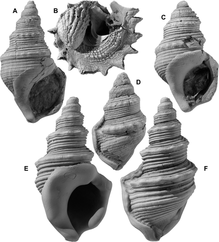 Fig. 13  (A,C-F) Struthiolaria frazeri Hutton; A, GS12865, V21/f095, early Nukumaruan sandstone underlying Flag Range Limestone, Napier-Taihape Road W of Sherenden, Hawke's Bay; height 81.2 mm; C,D, GS13079, W19/f027, Mangapanian sandstone, Mohaka River, N Hawke's Bay; C, height 74.9 mm; D, height 64.5 mm; E,F, shallow-water Nukumaruan form, GS11225, V20/f8002, Darkys Spur Formation (late Nukumaruan), Darkys Spur, W of Devils Elbow, central Hawke's Bay; height 95.8 mm. (B) Maoricrypta costata (G. B. Sowerby I) attached to underside of Astraea heliotropium (Martyn), GS4014, R22/f6513, basal shellbed member of Shakespeare Cliff Sand (Castlecliffian, OIS 11), Castlecliff; width of Astraea 64 mm.