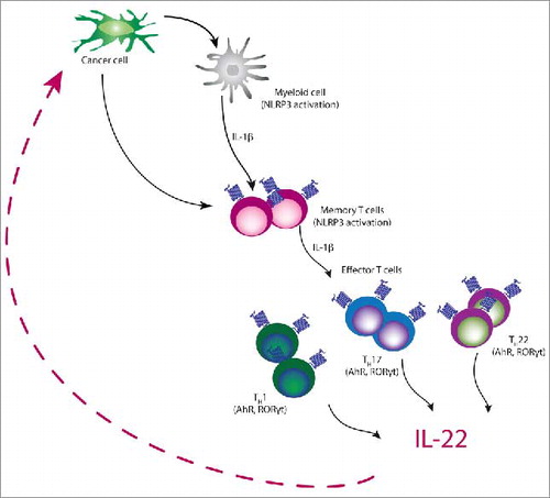 Figure 1. Schematic model for IL-1 mediated induction of IL-22 in cancer IL-22 production is induced by cancer cell mediated activation of IL-1 signaling pathway. Cancer cells induce NLRP3 inflammasome with the subsequent release of IL-1β from both myeloid and T cells. IL-1 receptor signaling via the transcription factors AhR and RORγt induces IL-22 production by mixed T helper cell population comprised of Th1, Th17, and Th22 cells.