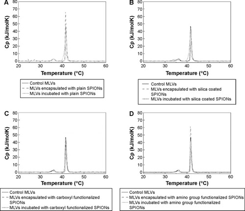 Figure 5 DSC thermograms (A–D) showing the interactions DPPC MLVs encapsulated with SPIONs (grey dashed line) and DPPC MLVs incubated with the same type of SPIONs (black dotted line).Notes: Panels A–D show DSC thermograms for individual SPIONs (encapsulated or incubated) with respect to control SPIONs: (A) plain SPIONs, (B) silica coated SPIONs, (C) SPIONs functionalized with carboxyl groups, and (D) SPIONs functionalized with amino groups.Abbreviations: MLVs, multilamellar vesicles; SPIONs, superparamagnetic iron oxide nanoparticles; DSC, differential scanning calorimetry; DPPC, 1,2-dipalmitoyl-sn-glycero-3-phosphocholine; Cp, heat capacity.