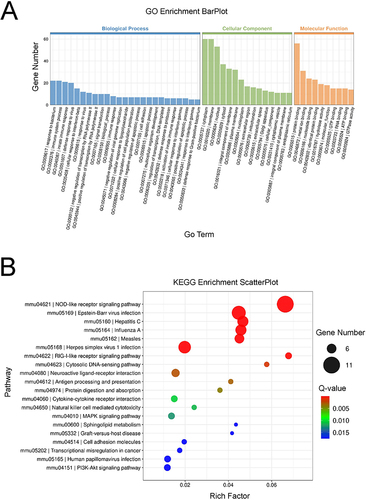 Figure 3 GO terms and KEGG pathway analyses of the DEGs (n=3).