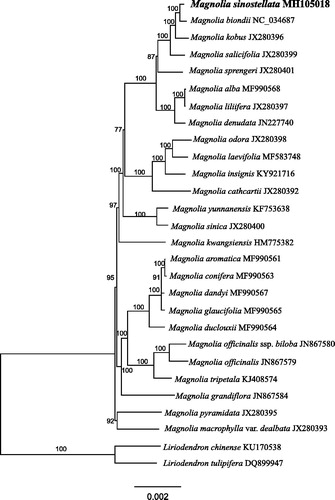 Figure 1. Maximum-likelihood phylogenetic tree of Magnoliaceae based on 28 complete chloroplast genomes. The number on each node indicates bootstrap support value.