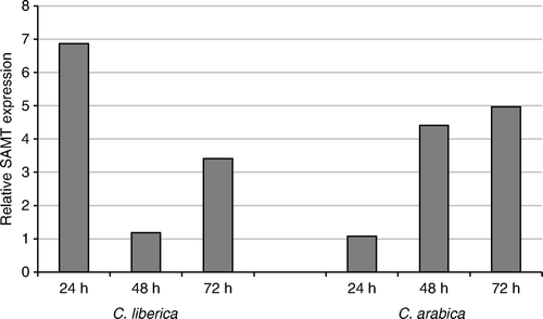 Figure 5.  Relative expression of S-adenosyl-L-methionine:salicylic acid carboxyl methyltransferase gene CEN73008 by quantitative real-time PCR. Quantitative real-time PCR was performed with cDNA from green coffee berries at 24, 48, and 72 h after infestation of CBB in C. liberica and C. arabica.