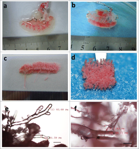 Figure 4. The vascular tree of DSM. (a and b) Representative red dye infusion into the DSM at initial stage (a) and the end stage (b). (c and d) Representative the entirety (c) and partial (d) of vascular tree cast. (e and f) Representative the vascular tree cast viewed by microscopy in 40x (e) and 100x (f) magnification. Scale bars: 200μm (e), 100μm (f).