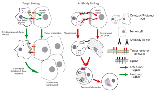 Figure 1. Antibodies may exert antineoplastic activity by altering the biological functions of their targets and/or by mediating (direct or immune system-dependent) tumoricidal effects. In the absence of specific antibodies (e.g., BI-505), receptors (e.g., intercellular adhesion molecule 1, ICAM1) can be normally activated and transduce tumorigenic signals, hence promoting the proliferation of malignant cells and favoring their resistance to chemotherapy-induced cell death. Conversely, malignant cells coated by BI-505 not only cannot receive ICAM-1-transduced signals and undergo cell death, but also attract Fcγ receptor (FcγR)-expressing macrophages that mediate the phagocytic clearance of their corpses.