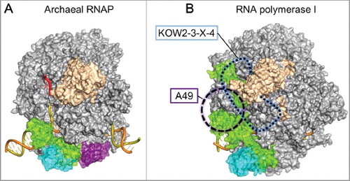 Figure 2. (A) Model of the archaeal EC bound with Elf1 and Spt4/5. (B) Superimposition of Pol I EC with Spt4/5 in the Pol II ECs. The position of Spt5 KOW2-3-X-4 is indicated by a blue dashed line. The position of the A49 tandem winged-helix domain is indicated as a violet circle.