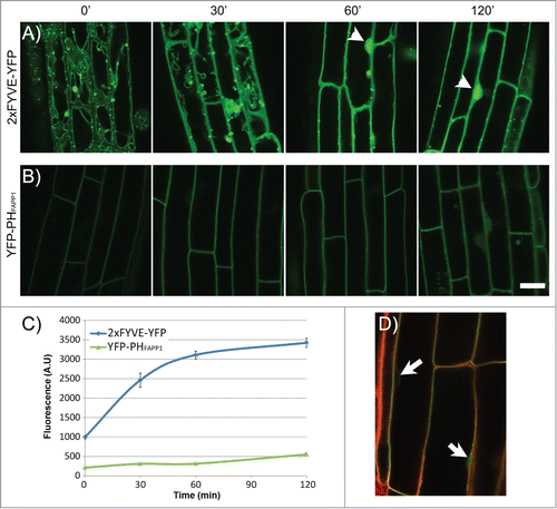 Figure 2. Effect of Wortmannin on the localization of YFP-2xFYVE and YFP-PHFAPP1 in the Arabidopsis root. (A–B) Time-lapse imaging of plant roots expressing YFP-2xFYVE (A) or YFP-PHFAPP1 (B) by confocal microscopy after Wm treatment. Seedlings were incubated for 0–120 min with 33 μM Wm. Acquisition settings were kept constant throughout the experiment in order to compare protein abundance between different time points. Bright nuclear signal is indicated with arrowheads. All images were captured on a Zeiss LSM710 confocal microscope. Scale bar: 20 μm. (C–D) Quantification of fluorescence signal in the nucleus in the 2xFYVE-YFP and YFP-PHFAPP1 during Wm treatment. Seedlings were treated as in (A) and stained with Lysotracker Red for 30 min before imaging. Nuclear signal for each marker was quantified using Zen software (Zeiss). N: 20 cells, 3 seedlings per data point. Bars represent standard error. (D) Lysotracker Red staining of the YFP-PHFAPP1 line to locate the nuclei (arrows).