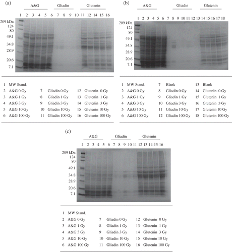 Figure 1 SDS-PAGE of (a) Perigee, (b) Apogee, and (c) Yavaros 79 at various gamma radiation doses ranging from 0 to 100 Gy (A&G signifies albumin and globulin protein).