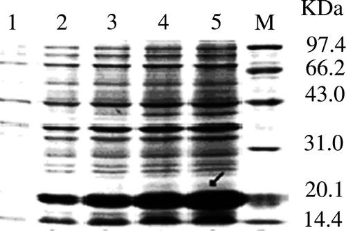 Figure 2.  SDS-PAGE analysis of 4CCK expression in different time. M, protein molecular weight; 1–5, expression products of E. coli containing recombinant plasmids induced with 0, 1, 2, 3 and 4 h. The molecular weight of 4CCK was about 20 kDa.