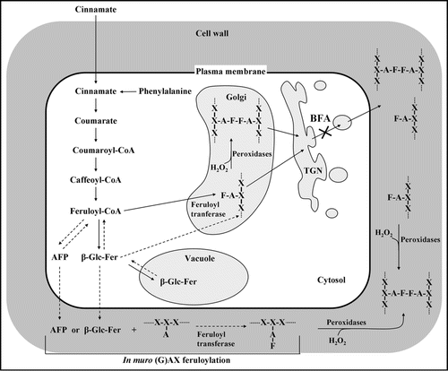 Figure 1 Potential routes of (G)AX feruloylation and oxidative coupling. ⋯X-X|A-X⋯, arabinoxylan; F, feruloyl group; TGN, trans-Golgi network; BFA, Brefeldin A; AFP, Activated feruloyl precursor.