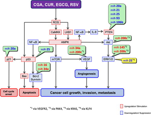 Figure 3. Potential mechanisms whereby CGA, CUR, EGCG, and RSV exert anticancer effects by generating ROS. miRs written in red and blue are upregulated and downregulated by polyphenols, respectively. miRs in the yellow and green balloon can upregulate and downregulate the corresponding target, respectively.