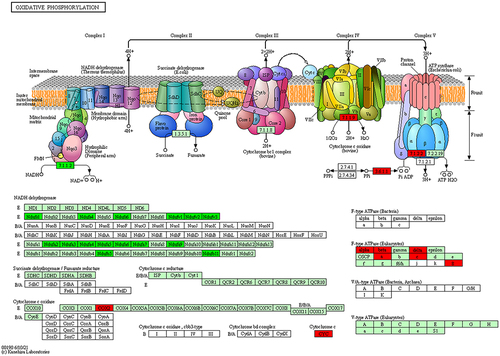 Figure 7 Differentially expressed proteins elucidated in the KEGG mapping of the oxidative phosphorylation pathway.