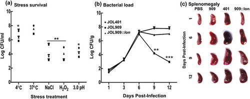 Figure 8. Bacterial recovery and survival to study the involvement of lon in bacterial longevity.