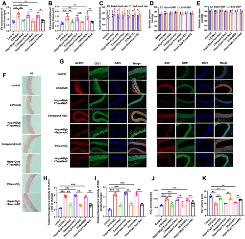 Figure 6 Drug combination-induced reversal of vascular endothelial injury caused by sodium ion injection in hypertensive rats. Hypertensive rats were injected with 0.9% NaCl, Compound NaCl 5%, or NaHCO3 into their tail and were treated with drug combination of heparin, glyburide, tranilast, and NAC for 14 days. (A) Evans blue (EB) concentration in heart tissue. (B) EB concentration in renal tissue. (C) Heart rate, (D) systolic pressure, and (E) diastolic pressure before and after treatment with sodium ion injection for hypertensive rats. (F) H&E staining in vessel tissues. (G) Fluorescence images and (H and I) quantitative analysis with Caspase-1 and NLRP3 (×200). (J) H2O2 content and (K) NO content in vessel tissues. Hepa, heparin; Glyb, glyburide; Tran, tranilast; NAC, N-acetylcysteine. Data are expressed as mean ± SD (n ≥ 3). *p < 0.05, **p < 0.01, ***p < 0.001.