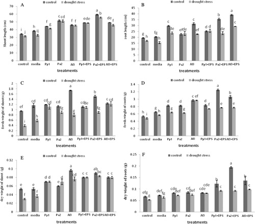 Figure 5. Effect of EPS-producing bacteria, along with their EPS on maize seedlings. (A) Soil moisture content, (B) Leaf area, and (C) RWCs. (A) Shoot length, (B) Root length, (C) Shoot fresh weight, (D) Root fresh weight, and (E) Shoot dry weight, (F) Root dry weight. Error bars are mean ± standard deviation, n = 8. (PP1) Proteus penneri, (Pa2) Pseudomonas aeruginosa, and (AF3) Alcaligenes faecalis (PP1 + EPS) Proteus penneri in combination with EPS, (Pa2 + EPS) Pseudomonas aeruginosa in combination with EPS, and (AF3 + EPS) Alcaligenes faecalis in combination with EPS.