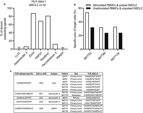 Figure 3. Predicted peptide antigens are naturally presented on HLA class I of human NSCLC tissue, and epitope-specific T cells are found in ICI-treated lung tumors. (a) Frequency of donors in which HLA class I ligands derived from the predicted NSCLC antigens in NSCLC tissue (n = 16) were detected by mass spectrometry. *HLA ligands from keratin 6, keratin 14 and keratin 17 could not be assigned to a single keratin protein sequence due to their high sequence similarity and were therefore grouped together as keratins. (b) PBMC cultures from patients with NSCLC (n = 3) were stimulated with single predicted CD8 epitopes and co-cultured overnight with an immortalized HLA class I-matched NSCLC cell line pulsed with the same peptides. The following day the frequency of NSCLC cell death was analyzed using the Apotracker green/propidium iodide apoptosis detection kit. (c) PBMC cultures from patients with NSCLC were stimulated with single predicted CD8 epitopes and CD8+ IFN-γ+ T cells were sorted after the stimulations and used for TCR sequencing. IMIT refers to the patient ID. The epitope-specific TCRs were compared with the TCRs found in human NSCLCs (primary lung tumors or metastases) treated with ICI therapy (n = 5). A fuzzy string matching analysis using a maximal edit distance of one was carried out to identify highly similar TCRs in sorted T cells and NSCLCs. Edit distance is defined as the Levenshtein distance, which is the number of removals, insertions, or substitutions of a character needed to transform one string into the other