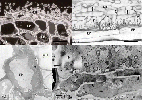 Figure 6. Structural modification of Hartig net hyphae and epidermal cells for interfacing. (a) Transverse section of Quercus acutissima–Scleroderma verrucosum ECM stained with PAS (Periodic acid Schiff's). Hartig net (HN) hyphae divided by several cell walls are present around epidermal cells (EP). (b) Longitudinal section of Betula alleghaniensis–Laccaria bicolor ECM root tip with the well-developed Hartig net branching like a labyrinth and expanded in surface area. Numerous branches (arrowheads), oriented primarily in a radial direction, and septa (double arrowheads) are evident (Massicotte et al. Citation1989). Scale: 20 μm. (c) Epidermal transfer cell (EP) from a Pisonia grandis mycorrhiza (transverse section) showing a more than average degree of wall ingrowths (asterisk) on the outer tangential wall, abutting fungal mantle hyphae (MF) of the sheath (Allaway et al. Citation1985). Scale: 2 μm. (d) Transmission electron micrograph of the epidermal cells (EP) interfacing with Hartig net (HN) on proximal region of Alnus crispa–Alpova diplophloeus ECM. Numerous wall ingrowths (asterisk) occur on epidermal cells abutting Hartig net hyphae with incomplete septations (double arrowheads). Mitochondria (m) (Massicotte et al. Citation1986).