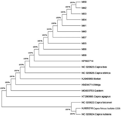 Figure 2. Phylogenetic tree constructed by N–J method and Tamura-Nei model in MEGAX software from CO1 haplotypes found in the present study and previously published haplotypes of other related species assembled from NCBI.