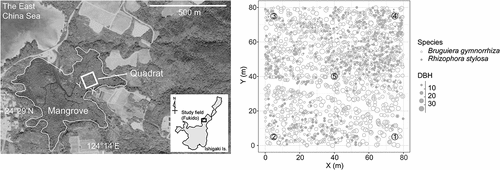 Figure 1. Map of the Fukido River mangrove forest site. The white square in the left panel indicates the 80 m × 80 m permanent quadrat, while the right panel shows the quadrat with sampling points denoted with numbers. DBH = diameter (in cm) at breast height.