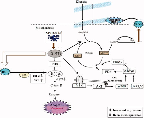 Figure 10. The mechanisms of MYR-NLs inhibit cell death and glycolytic metabolism in GBM cells. MYR-NLs inhibit cell death and glycolytic metabolism are associated with the SIRT3-mediated mitochondrial and PI3K/Akt-ERK pathways in GBM cells.