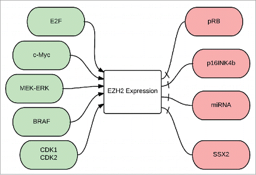 Figure 3. Regulation of EZH2 expression: E2F: is a group of genes that codifies a family of transcriptional factors in higher eukaryotes, cMyc is a regulatory gene that codes for a transcriptional factor, MEK-ERK is a pathway also known as the Ras-Raf-MEK-ERK pathway, BRAF is a human gene that makes a protein called B-Raf, CdK1 and 2: Cyclin dependent kinases 1 and 2, pRB: phosphorylated retinoblastoma gene, p16INK4B is a tumor suppressor gene, miRNA: micro RNA, SSX2: synovial sarcoma X gene.