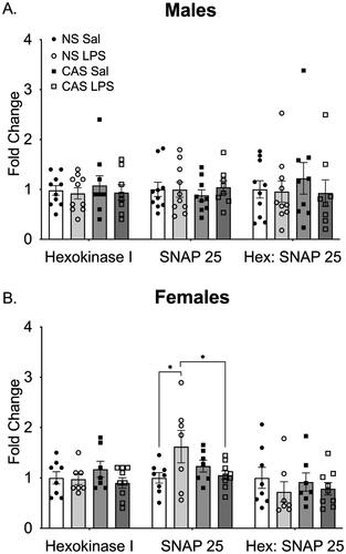 Figure 8. (A) In males, neither stress history nor repeated LPS exposure altered density of the mitochondrial marker Hexokinase 1 or the synaptic marker SNAP25. The ratio of the two markers was similarly not altered. (B) In females, there was an interaction between stress history and repeated LPS exposure on SNAP25 such that non-stress females treated with LPS showed an increase in SNAP25. However, this was not reflected in the ratio of Hexokinase 1 to SNAP25. *p < 0.05. Bars represent mean ± SEM.