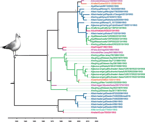 Figure 3. Time-clock Bayesian inference analysis of H16 nucleotide sequences from North America and Eurasia.