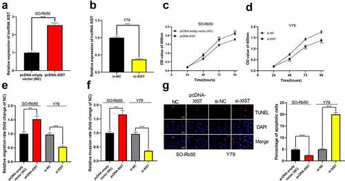 Figure 2. The biological effects of XIST on the malignant phenotypes of RB cells. (a-b) Cell models of XIST overexpression and knockdown were established in SO-Rb50 and Y79 cell lines, respectively. (c-d) The effect of XIST overexpression or knockdown on RB cell proliferation was detected by CCK-8 assay. (e-f) The effect of XIST overexpression or knockdown on RB cell migration and invasion was detected through Transwell experiment. (g) The effect of XIST overexpression or knockdown on RB cell apoptosis was assessed through TUNEL experiment