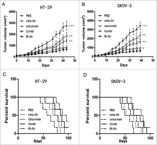 Figure 6. The Bi-Ab shows potent antitumor effect on HT-29 and SKOV-3 tumor xenografts in nude mice. ((A) and B) Bi-Ab suppressed tumor growth, tumor diameter was measured with a vernier caliper (*P < 0.05; **P < 0.01; ***P <0 .005 versus treatment with Bi-Ab). The survival rates of HT-29 and SKOV-3 tumor-bearing mice ((C)and D). The median survival and terminal survival rate were shown in Table 2.
