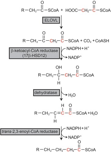 Figure 1. Fatty acid elongation system. Fatty acids longer than C18 are elongated through the fatty acid elongation system on the endoplasmic reticulum membrane. R represents the fatty acyl chain.