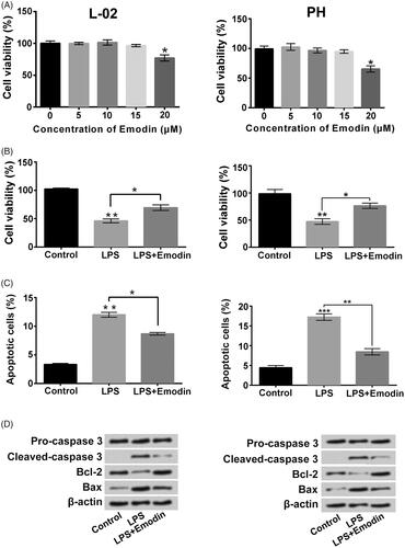 Figure 2. Emodin weakened LPS-triggered liver cell viability loss and apoptosis. (A) Viability of L-02 cells and primary hepatocytes (PH) after 0, 5, 10, 15 or 20 μM Emodin exposure were measured. Followed by 5 μg/ml LPS and/or 15 μM Emodin exposure, (B and C) viability and apoptosis were detected respectively, (D) the apoptosis-associated protein levels were evaluated. *p < .05; **p < .01; ***p < .001.