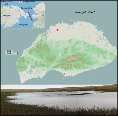 Fig. 1  Map of Wrangel Island with the location of the lake studied marked by the red dot.