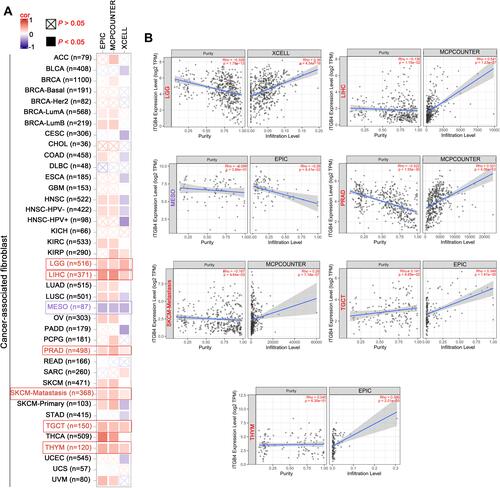 Figure 8 Correlation analysis between ITGB4 expression and immune infiltration of cancer-associated fibroblast. The different algorithms were used to explored the potential association between the ITGB4 expression (A) and the infiltration level of cancer-associated fibroblast across all types of cancer in TCGA (B). Red box represents positive correlation whereas purple represents negative correlation.