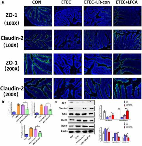 Figure 5. The expression of intestinal tight junction proteins after ETEC K88 challenge. (a) Immunofluorescence staining for ZO-1 and Claudin-2 in ileum of piglets. (b) The relative mRNA expression of TLR-4, Myd88, and MLCK in ileum of piglets, detected using real-time PCR. (c) The contents of ZO-1, Claudin-2, TLR-4, Myd88, and MLCK in ileum of piglets were determined by Western blot analysis. Data are presented as mean ± SD. *p < .05, **p < .01 vs. CON; #p < .05 and ##p < .01 vs. the ETEC＋LR-LFCA group.