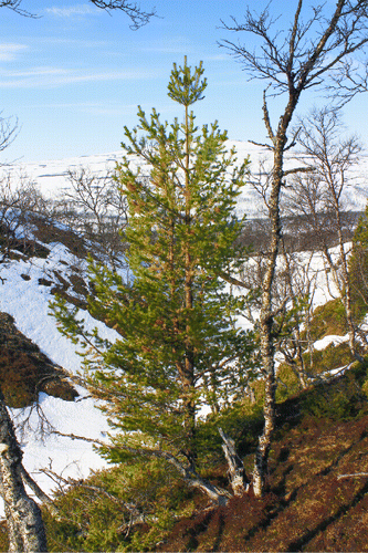 Fig. 13. Solitary pine tree (840 m a.s.l.) representing treeline shift 10 km southwards down the Handölan valley and 140 m upslope since the early 20th century; coring at the ground-level dury the study indicated that the pine germinated in the late 1930s (Photo: Leif Kullman, 24 April 2011)