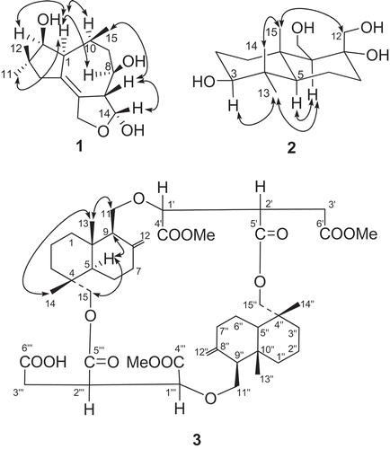 Figure 2. Selected NOEs of compounds 1, 2, and 3.