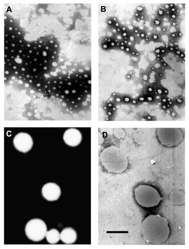 Figure 3 Transmission electron micrographs of coenzyme Q10 nanocrystals with particle sizes of (A) 80 nm, (B) 120 nm, (C) 400 nm, and (D) 700 nm.Note: Bar = 500 nm.