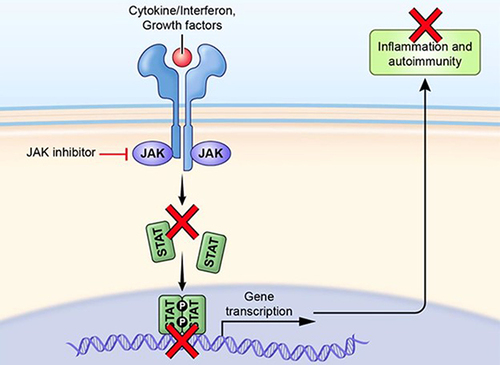 Figure 1 Mechanism of JAK inhibition. Adapted from Alexander M, Luo Y, Raimondi G, O’Shea JJ, Gadina M. Jakinibs of All Trades: Inhibiting Cytokine Signaling in Immune-Mediated Pathologies. Pharmaceuticals (Basel). 2021;15(1). Open Access.Citation8