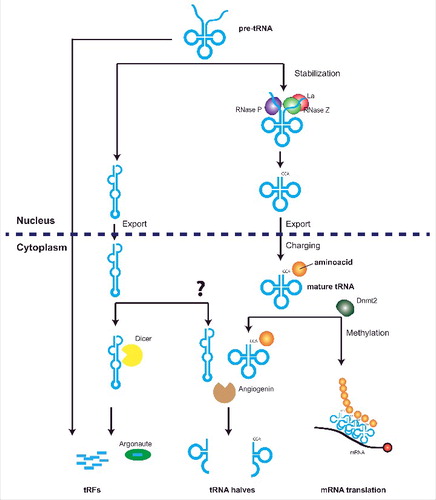 Figure 1. Distinct biogenesis pathways mediate biogenesis of tRFs and tRNA halves. Active tRNA genes transcribed by the RNA Polymerase III complex produce a precursor tRNA transcript that is cleaved by RNAse P and Z to produce a mature tRNA transcript. This is further stabilized by the Lupus Autoantigen (La) that prevents entering of tRNAs into RNA silencing pathways. Entering of unstable tRNAs into RNAi pathways leads to the production of tRFs, although tRFs from the trailer regions of the pre-tRNA can also be formed independent of Dicer activity. Mature and stable tRNAs are exported to the cytoplasm where they are methylated by Dnmt2 to prevent cleavage by angiogenin. Angiogenin cleavage produces two fragments from mature tRNAs, derived from the 5’ or 3’ ends of the mature tRNA and termed 5’ or 3’ tRNA halves.
