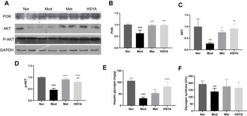 Figure 7 Effects of HSYA on PI3K, AKT and p-AKT expression and the content of hepatic glycogen and glycogen synthase in liver tissue. (A, B) The expression of PI3K in liver tissue. (A, C) The expression of AKT in liver tissue. (A, D) The expression of p-AKT in liver tissue. Results are presented as means ± SD and n=4 in each group. ##P<0.01, ####P<0.0001, vs Nor; *P<0.05, **P<0.01, ***P<0.001, ****P<0.0001, vs Mod. (E) The level of hepatic glycogen in liver tissue. (F) The level of glycogen synthase in liver tissue. Results are presented as means ± SD and n=8 in each group. ###P<0.001, ####P<0.0001, vs Nor; *P<0.05, **P<0.01, ****P<0.0001, vs Mod.