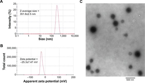 Figure 1 Characterization of microRNA encapsulated dextran nanoparticles.Notes: (A) Z -average particles size (nm) and (B) apparent zeta potentials (mV) was determined by dynamic light scattering (Malvern Instuments Inc., Westborough, MA) and (C) transmission electron microscopy of miR-199q-3p-loaded dextran nanoparticles was recorded using a JEM-1000 electron microscope (JEOL Ltd, Tokyo, Japan).