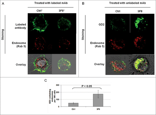 Figure 4. Internalization of GD2-specific mAb and increase of GD2 in endosomes in human melanoma cells incubated with GD2-specific mAb 3F8. (A) HTB63 cells (2 × 105/well) were seeded and grown on glass coverslips in flat bottom six-well plates and incubated with Alexa Fluor 488 labeled mAb 3F8 (50 μg/ml) (3F8*). Alexa Fluor 488 labeled mAb 763.74 (50 μg/ml) (Ctrl*) was used as an irrelevant antibody control. Following a 3 h incubation at 37°C in a 5% CO2 atmosphere, internalization of mAb 3F8 was determined by overlapping the confocal microscopy images of green fluorescence (Alexa Fluor 488 labeled mAb 3F8), and red fluorescence (endosomal marker, Rab 5). The results presented are representative of those obtained in two independent experiments. (B and C) HTB63 cells were incubated with mAb 3F8 (3F8) (50 μg/ml). CSPG4-specific mAb 763.74 (50 μg/ml) was used as a specificity control (Ctrl). Following a 3 h incubation at 37°C in a 5% CO2 atmosphere, cells were harvested and intracellularly stained with Alexa Fluor 488 labeled GD2-specific mAb. Increase of GD2 containing endosomes (yellow color) in HTB63 cells was determined by overlapping the confocal microscopy images of green fluorescence (GD2-specific mAb) and red fluorescence (endosomal marker, Rab 5). The results presented are representative of those obtained in three independent experiments (B). Overlapped confocal microscopy images were analyzed by ImageJ software for the increase of GD2 containing endosomes (yellow particles). Data are expressed as mean of GD2 containing endosomes per 100 cells ± SD of the results obtained in three independent experiments (C).