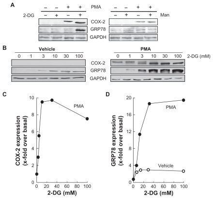 Figure 5 2-DG potentiates PMA-induced cyclooxygenase-2 and GRP78 expression. A) HBMEC were serum starved for 18 h in the presence or absence of 1 μM PMA and in combination with either 30 mM 2-DG or 30 mM Man. Lysates were isolated, electrophoresed via SDS-PAGE, and immunodetection of COX-2, GRP78, and GA PDH was performed as described in the Methods section. B) HBMEC were treated as in (A) with various doses of 2-DG. Lysates were isolated, electrophoresed via SDS-PAGE, and immunodetection of COX-2, GRP78, and GA PDH was performed as described in the Methods section. C) Scanning densitometry of COX-2 expression was only performed in PMA-treated cells since no COX-2 was detectable in vehicle-treated cells. D) Scanning densitometry of GRP78 expression was performed in vehicle- and in PMA-treated cells.Abbreviations: HBMEC, mitovasuila endothelial cells; PMA, phorbol 12-myristate 13-acetate; 2-DG-glucose; PAGE, pohyacrylanide electrophoresis; GA DPH, glyceraldetyde, 3-phisiphate; man, mannose.