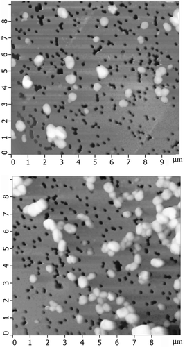 Figure 12. AFM images of the particles of CLCD formed by (DNA-Gd3+) complexes and immobilised onto the surface of the nuclear membrane filter. CDNA= 1.07 μg ml−1; CNaCl = 0.03 M; CPEG =17 mg ml−1; CGdCl3 = 0.23 mM; the dark spots are ‘pores’ in the nuclear membrane filter; two sites on the PETP filter are shown.