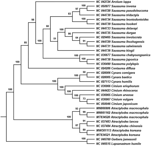 Figure 1. Phylogenetic tree constructed using ML method based on 33 complete cp genomes. ML bootstrap values are labeled in the corresponding branch.