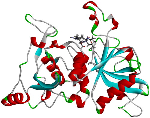 Figure 3. Position of active site in three-dimensional protein structure showing co-crystallized inhibitor leupeptin in the active site.