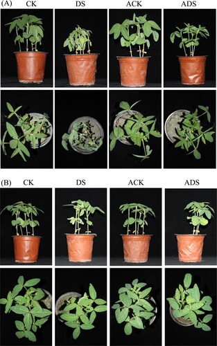 Figure 1. Phenotypic appearance of soybean plants under different treatments. (A) The phenotypes at 5 days after drought (DAD). (B) The phenotypes at 5 days after resupplying water (DRW). CK, water control; DS, drought stress; ACK, water control treated with AMEP412; ADS, drought stress pre-treated with AMEP412. Same below.