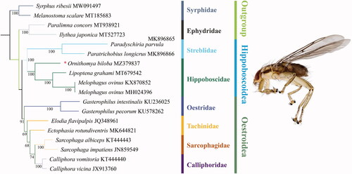 Figure 1. The maximum-likelihood phylogenetic tree of 17 fly species inferred by IQ-TREE based on 13 protein-coding genes. Asterisk indicates the data sequenced in this study.