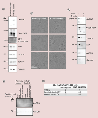 Figure 3. Active loading of CreFRB protein is not necessary for functional delivery; passive loading is sufficient. (A) EVs were isolated from CD81FKBP and CreFRB expressing cells in the presence of ethanol vehicle control (passively loaded) and or 31 nM AP21967 (actively loaded). EV preparation volume was corrected for cell number, and 7.5 μl of each EV preparation was loaded onto gels for western blotting of EV markers (CD81, ALIX and TSG101), ubiquitous marker GAPDH, non-EV marker (calnexin) and overexpressed CreFRB and CD81FKBP. One representative blot of n = 3 experiments is shown. (B) Cryo electron microscopy images show the morphology and integrity of EVs preparations. Scale bar 100 nm; n = 3. (C) Total 10 μg EVs were treated with 0.0008%/3 μM trypsin +/- 0.1% Triton X-100, or left untreated. Resultant EVs were analyzed by western blot for CreFRB, CD81FKBP and other EV markers (TSG101 and ALIX), ubiquitous marker GAPDH and contaminant marker calnexin; n = 3. (D) HEK293 Cre reporter cells were plated into a six-well plate and 24 h later media was refreshed to media containing 20 μg/ml EVs that were either passively loaded or actively loaded with CreFRB in the presence and absence of 25 μM chloroquine and 5 μM UNC10217938A. After a 24 h incubation, cells were lysed and equal volumes of lysate from each condition western blotted for the presence of CreFRB protein; n = 3. (E) Approximately 10,000 HEK293 Cre reporter cells/well were treated with decreasing concentrations of CreFRB actively loaded EVs from 1 μg/well – 0 (average of 19.22 ng – 0 CreFRB/well as calculated in Table 1), passively loaded EV from 1 μg/well – 0 (5.63 ng – 0 CreFRB/well as calculated in Table 1) and TATCre (20–0 ng/well). The efficiency of functional delivery, in the presence and absence of endosomal escape enhancing compounds 25 μM chloroquine and 5 μM UNC10217938A, was analyzed by quantifying percentage of RFP positive cells 24 h after treatment started. From this data, the EC50 for each EV condition was calculated using GraphPad Prism; n = 3. Error bars ± standard error of mean.EV: Extracellular vesicle.